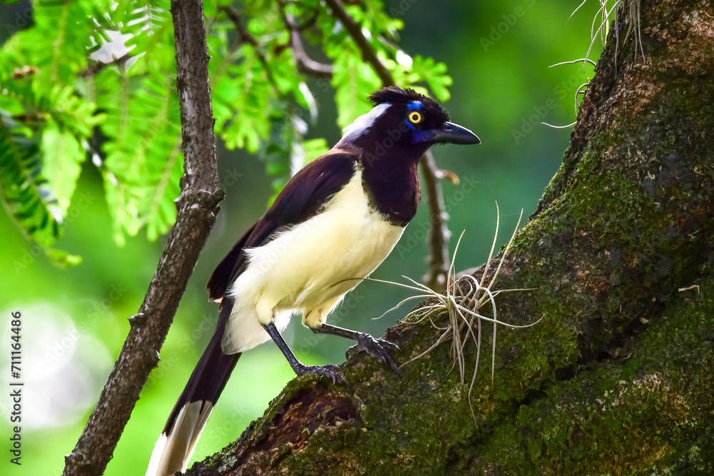 White-naped jay (Cyanocorax cyanopogon) White-naped jay (Cyanocorax cyanopogon)