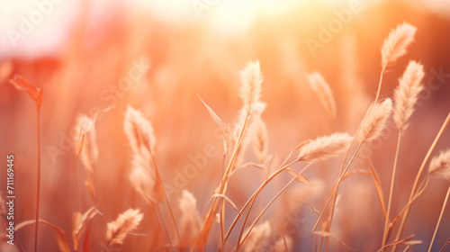 太陽の光とエノコログサ、野原の自然風景 © tota