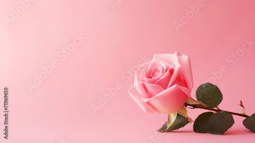 一輪のピンクのバラの花のフレーム、薔薇の背景素材