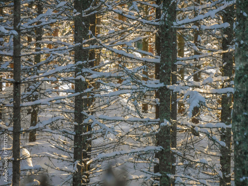 Trees in forest during winter