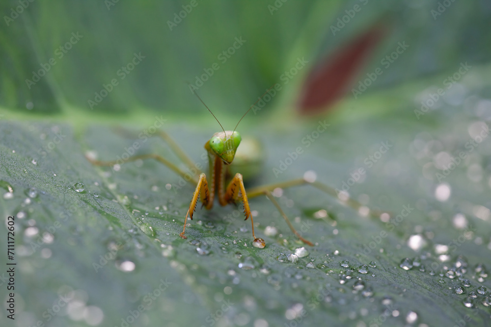 Praying Mantis in Natural Life's Praying Mantis in Natural Life's