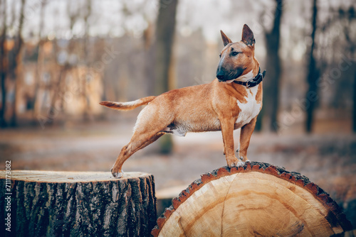 Ginger miniature bull terrier stands on a stump. English Bull Terrier.