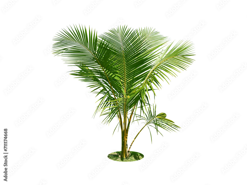 Bismarckia palm trees. (coconut tree) Planted on a lot of light green grass in the park. Isolated on white background and clipping path. png Bismarckia palm trees. (coconut tree) Planted on a lot of light green grass in the park. Isolated on white background and clipping path. png