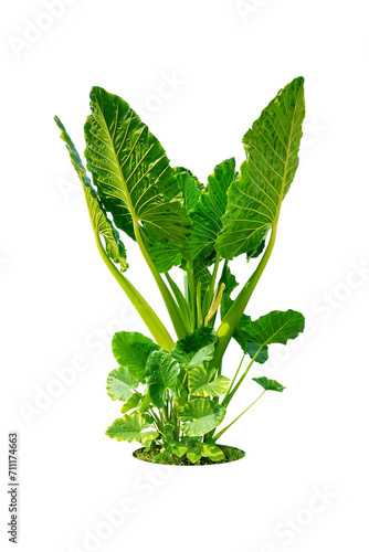 Colocasia plant  Giant Elephant Ear  Japanese taro and fern  large fresh green leaves. A popular ornamental plant.Isolated on White background and clipping path.  png 