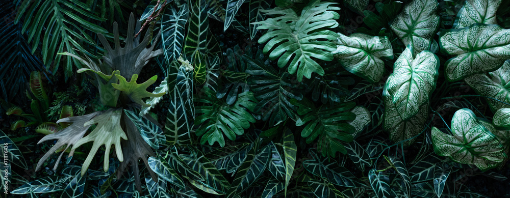 Creative nature green background, tropical leaf banner or floral jungle pattern concept. Banner cover design.	