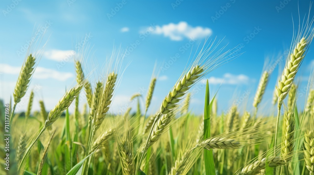 Golden Wheat Field Under Clear Blue Sky Golden Wheat Field Under Clear Blue Sky