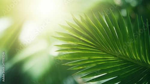 Sunlit green palm leaf with vibrant color contrasts against a soft-focused natural background.