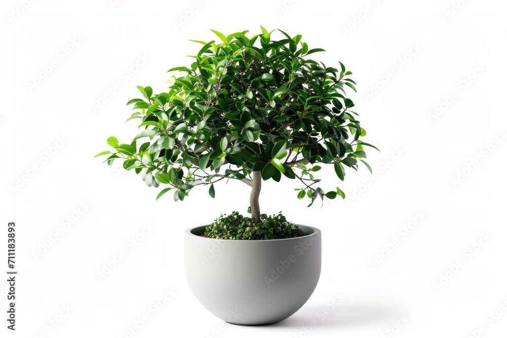 Trees in pots inside the house white background image Trees in pots inside the house white background image