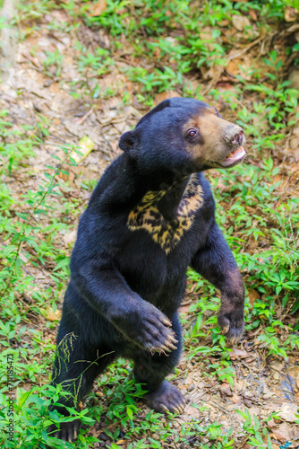 Malayan Sun Bear is the smallest bear in the world.