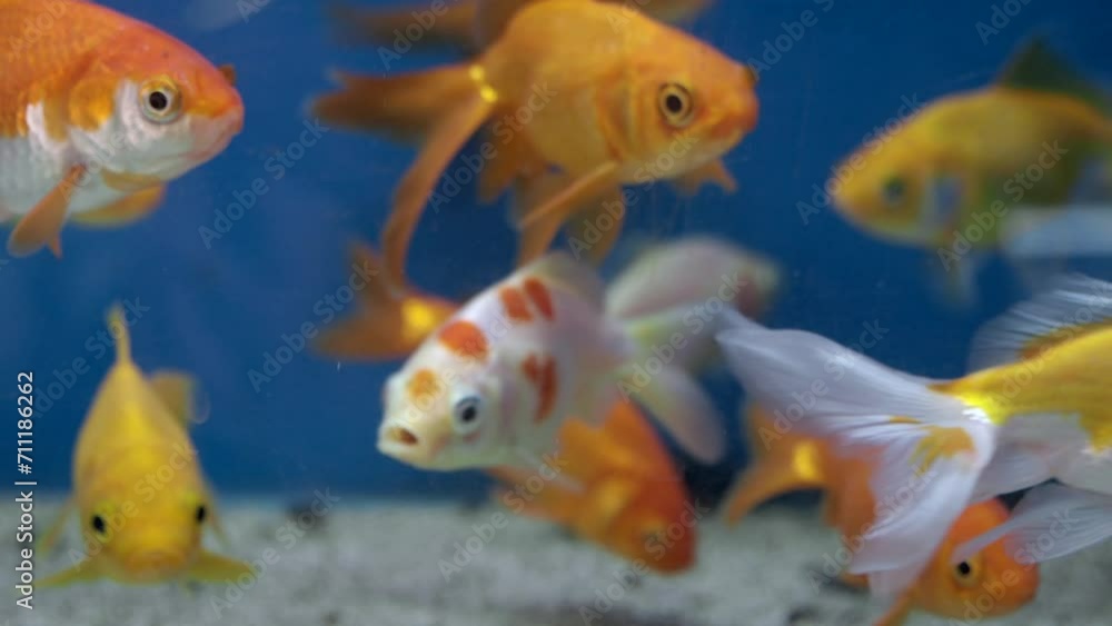 Aquarium fish in water close up Aquarium fish in water close up