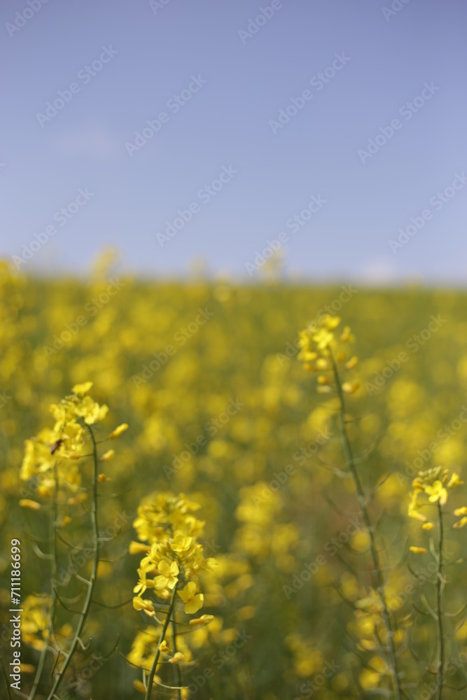 rape blossoms field in korea rape blossoms field in korea