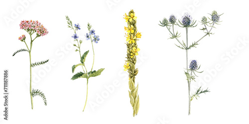 watercolor drawing plant of yarrow, eringo,speedwell and mullein with green leaves and flowers, , isolated at white background, natural elements, hand drawn botanical illustration photo