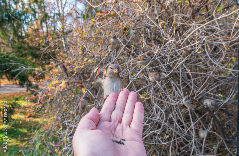 Sparrow eats seeds from a man's hand