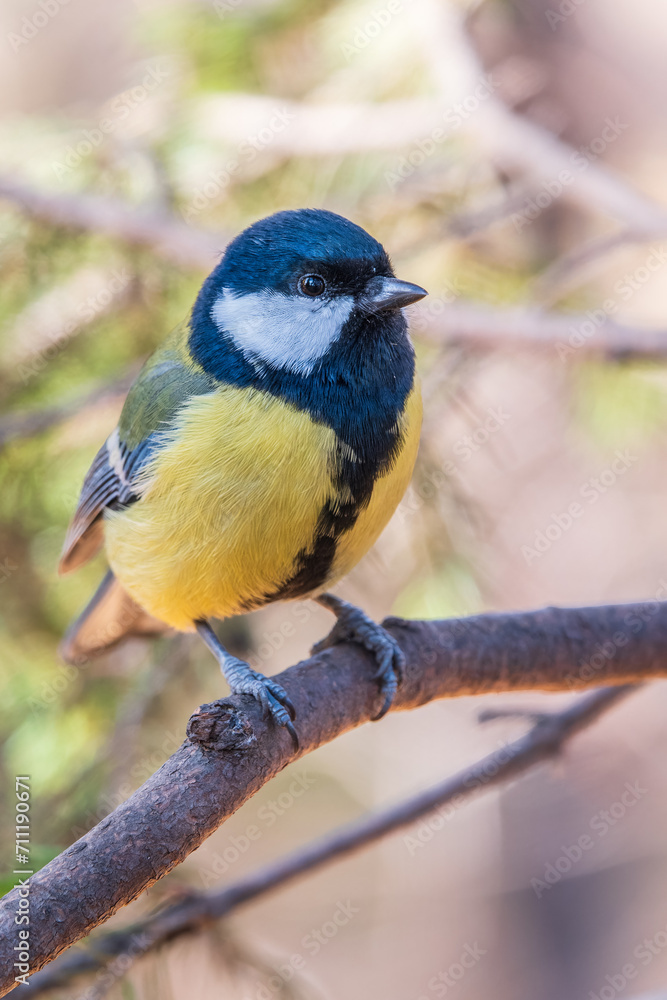 Obraz premium Cute bird Great tit, songbird sitting on the branch with blurred background