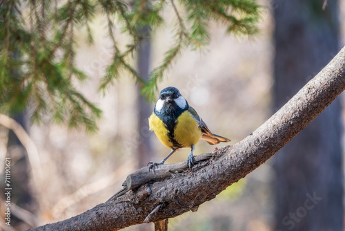 Cute bird Great tit, songbird sitting on the branch with blurred background © Dmitrii Potashkin