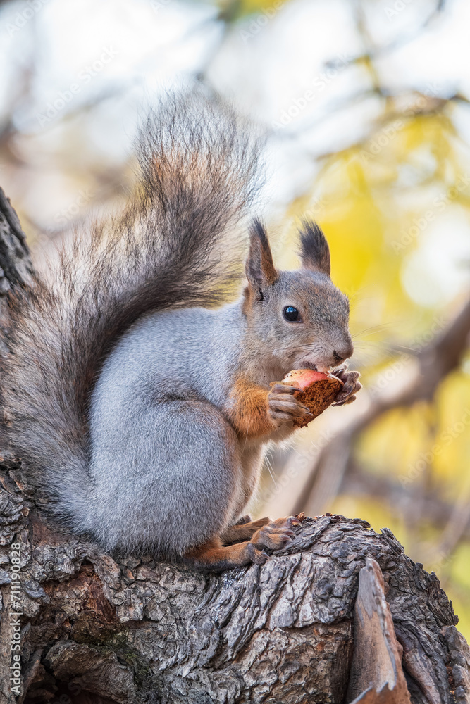 The squirrel with nut sits on tree in the autumn. Eurasian red squirrel, Sciurus vulgaris.