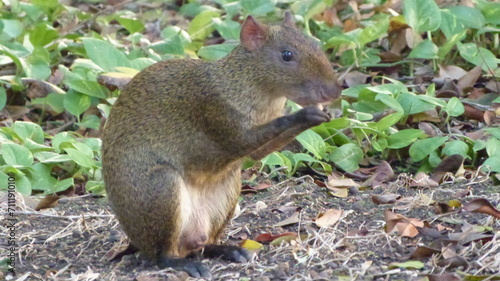 animal comiendo