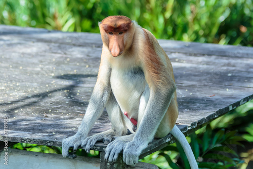 The proboscis monkey (Nasalis larvatus) or long-nosed monkey is a reddish-brown arboreal Old World monkey with an unusually large nose. It is endemic to the southeast Asian island of Borneo. photo