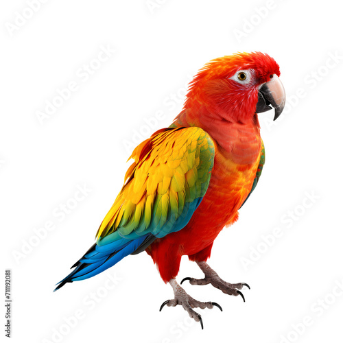 Full body portrait of a parrot, isolated on transparent background