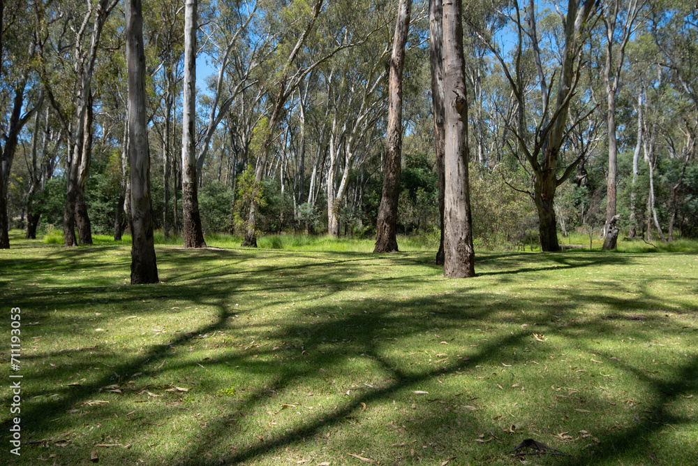 Australian nature landscape with well-maintained public grass lawn and large gum trees Eucalypt Background texture of an outdoor unpowered camping ground in a natural setting. Copy space Australian nature landscape with well-maintained public grass lawn and large gum trees Eucalypt Background texture of an outdoor unpowered camping ground in a natural setting. Copy space