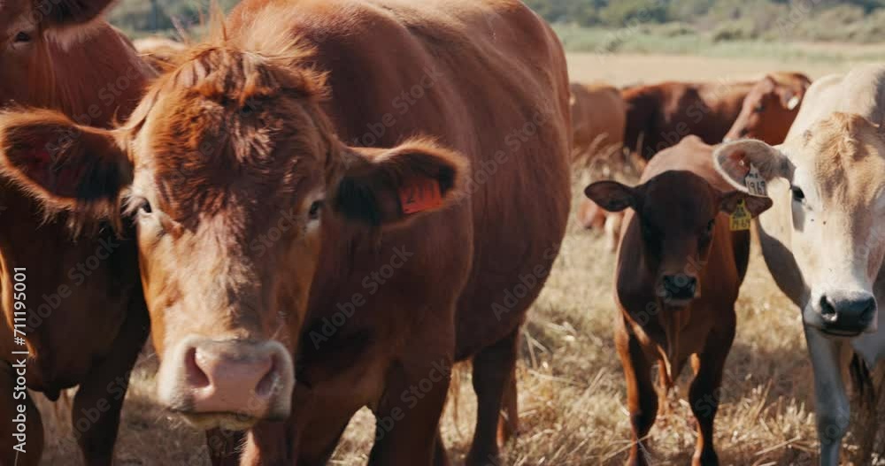 Sustainability, farming and cows eating grass, animals relax in countryside with green landscape on ranch. Nature, field and group of cattle grazing on farm with agriculture, land and morning feed.
