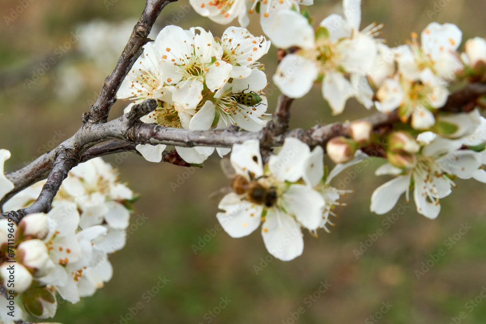 Spotted Cucumber Beetle inside an American Plum blossom. Spotted Cucumber Beetle inside an American Plum blossom.