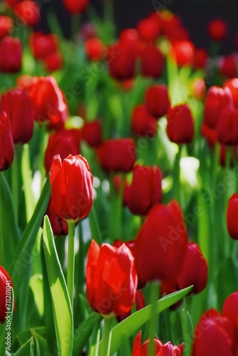 Beautiful colorful red tulip flowers bloom in spring garden.Decorative wallpaper with flower blossom in springtime.Beauty of nature poster.Vibrant natural colors.