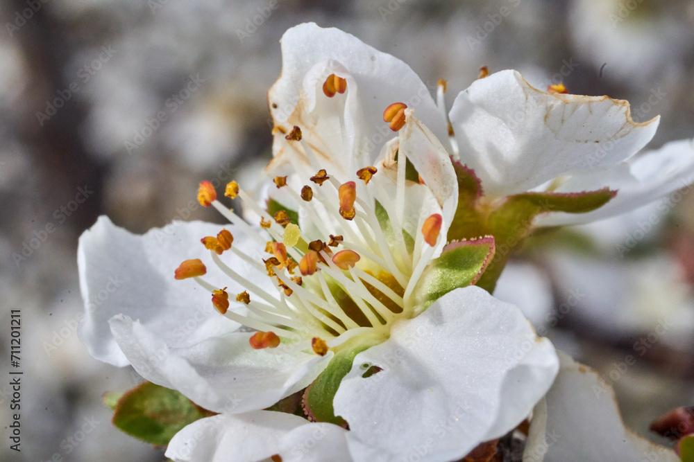Macro close-up of Wild Plum Bloom in Texas. Macro close-up of Wild Plum Bloom in Texas.
