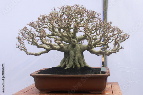 Large kimeng bonsai with finished trunk, branches and twigs, facing upwards.