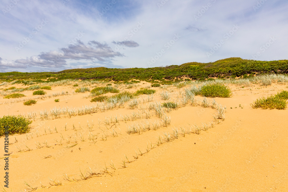 Sand dunes and vegetation palm Beach Sydney 