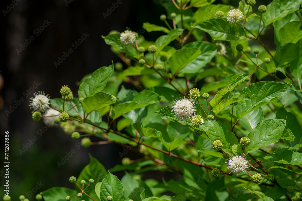 Obraz premium Cephalanthus occidentalis mexical white flowering plant, bright beautiful buttonbush honey bells flowers in bloom