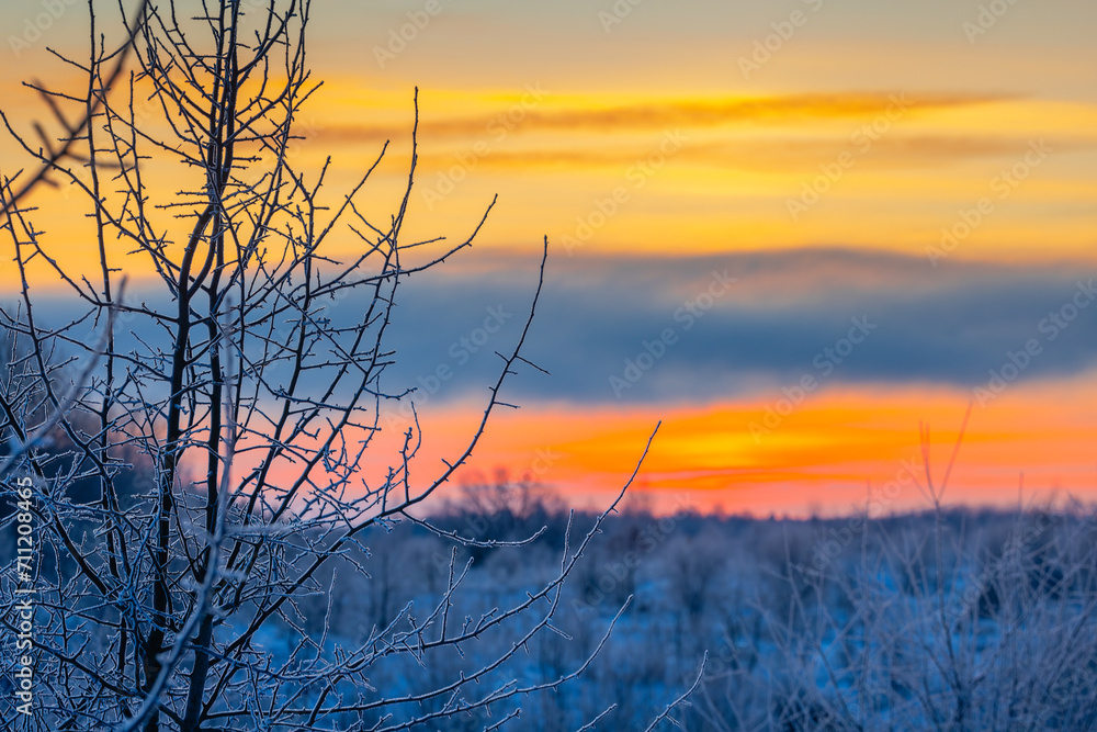 Obraz premium Cold winter background with frost covered branches