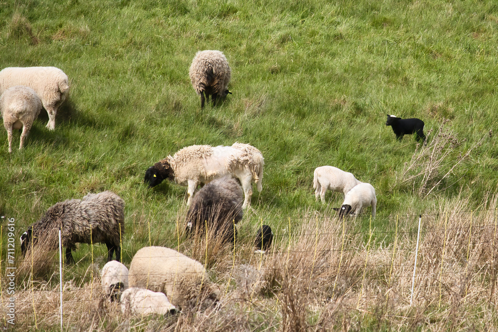 Fototapeta premium Herd of sheep grazing in a grassy meadow behain a fence on a spring day in Lohnsfeld, Germany.