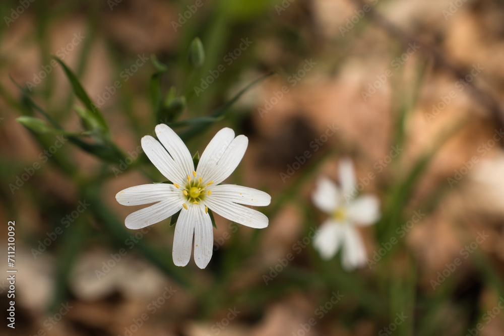 Flower with white petals and yellow in the middle on a spring day in the Palatinate Forest of Germany. Flower with white petals and yellow in the middle on a spring day in the Palatinate Forest of Germany.