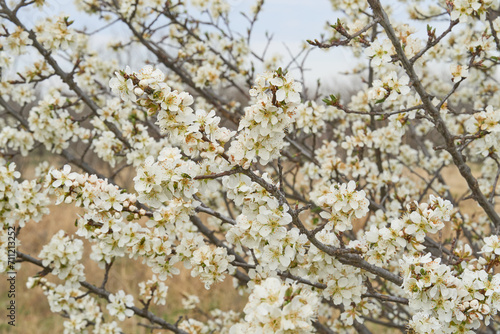American Plum Tree full of blooms on cloudy day in Texas desert.