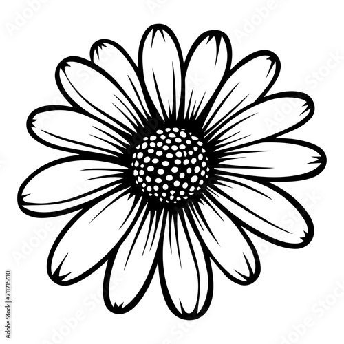 beautiful monochrome, black and white daisy flower