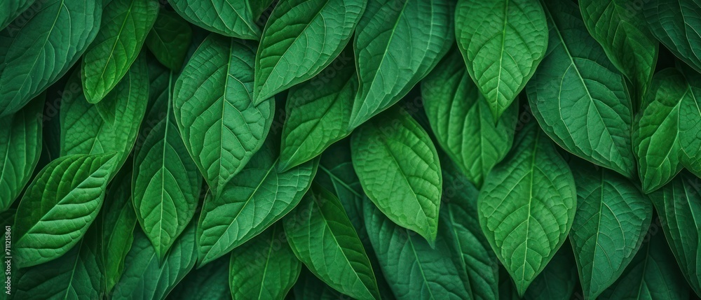 Natural pattern green leaf texture background Natural pattern green leaf texture background