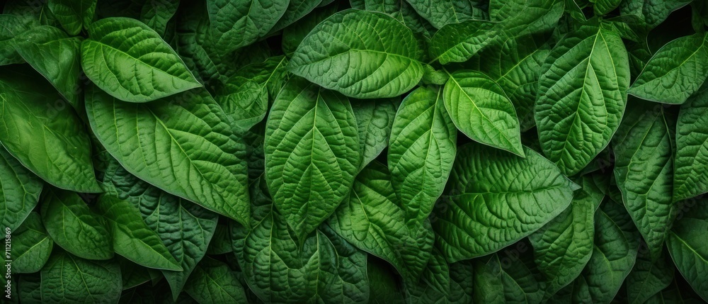 Natural pattern green leaf texture background Natural pattern green leaf texture background