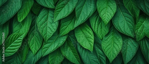 Natural pattern green leaf texture background