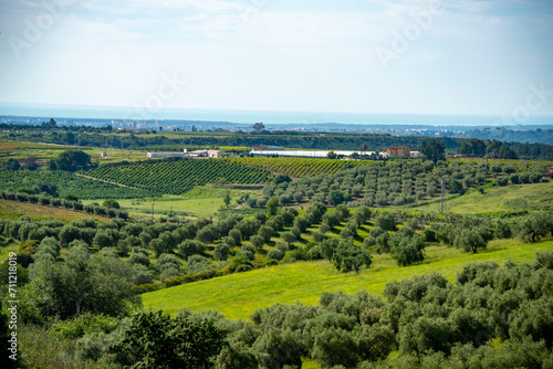 Olive Trees in Basilicata - Italy