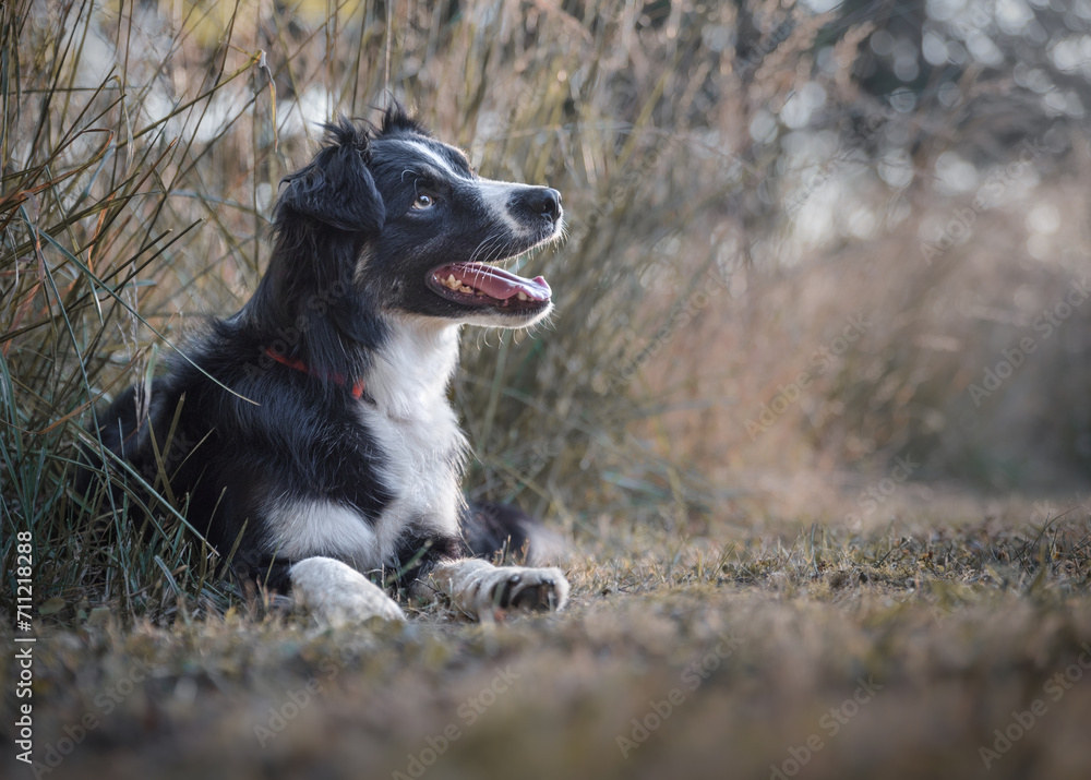 Beautiful Border Collie Looking Up