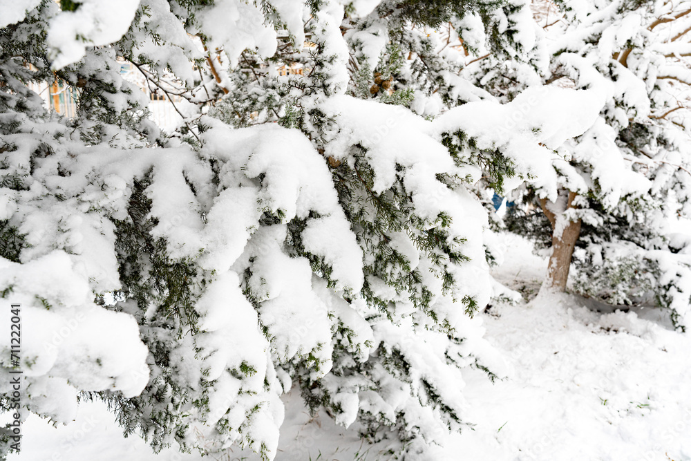 Fir tree under snow. Winter theme Fir tree under snow. Winter theme