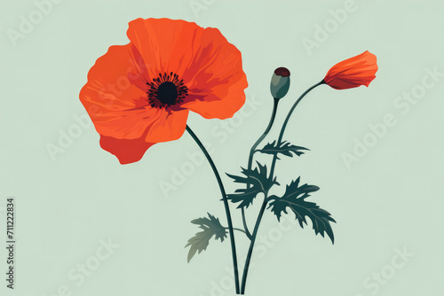 Summer spring blossom floral flowers red poppy blooming plant nature photo