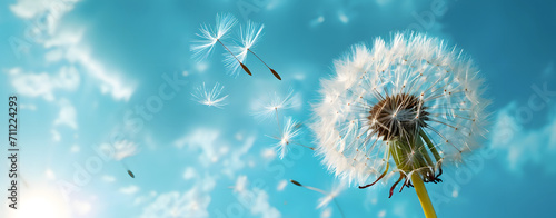 Close up of grown dandelion with dandelion seeds blowing away  isolate on blurred blue background. copy space.