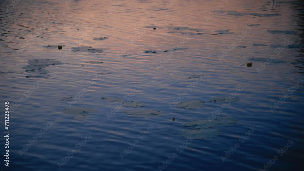 Lilypads and calm waves on the surface of a lake during golden hour in Sweden Lilypads and calm waves on the surface of a lake during golden hour in Sweden
