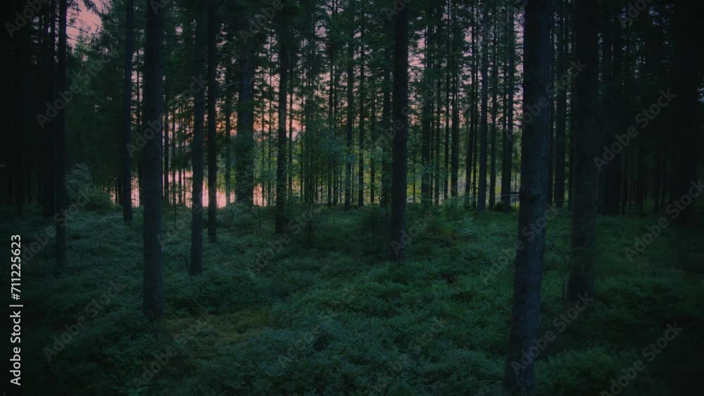Walking in lush dark Swedish forest during sunset