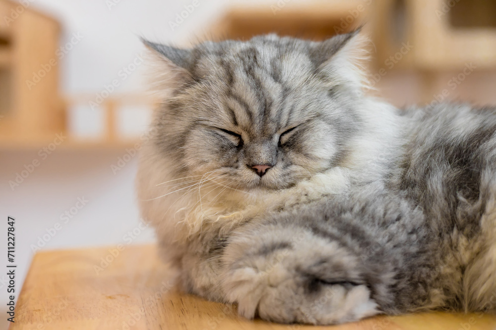 Cute cat lying on wooden floor, , concept of pets Cute cat lying on wooden floor, , concept of pets