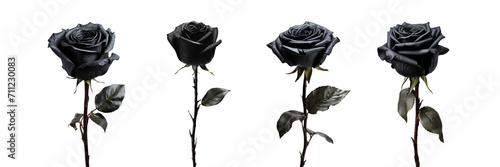 Set of black rose isolated on a transparent background