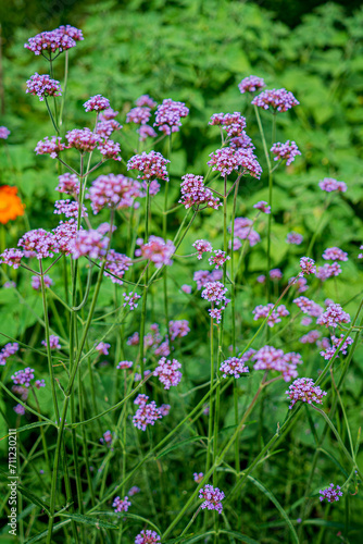 Verbena flowers blossom in the field