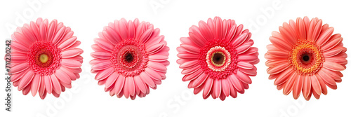 Set of gerbera top view isolated on a transparent background